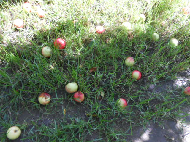 5531595_DSCN0383 (640x480, 124Kb)