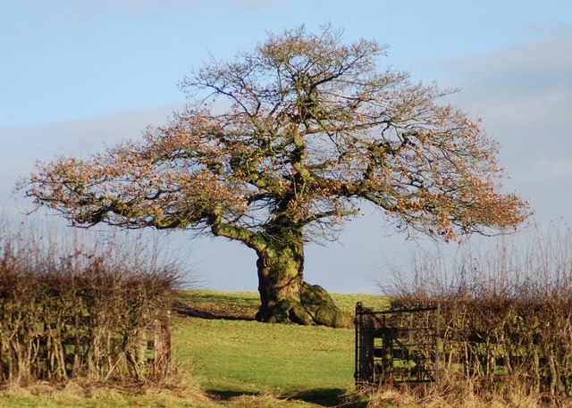 древний дуб в Англии (640x457, 98Kb)