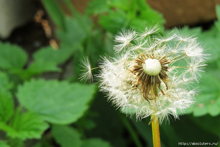 2757491_IMG_4513 (700x467, 236Kb)