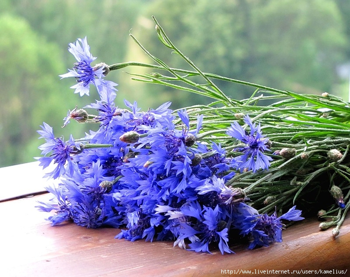 0_5c229_ea3cf9c2_XL (700x553, 343Kb)