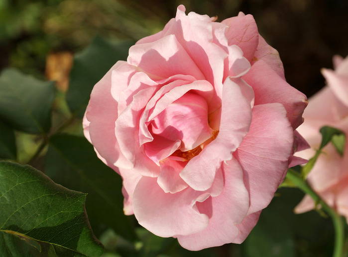 029_edited-1 (700x518, 96Kb)