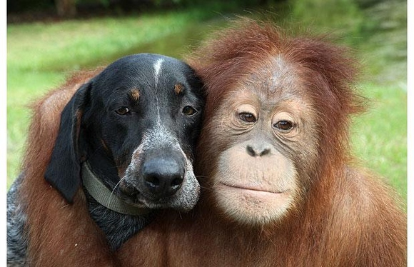 animal-best-friends--large-msg-136633439208 (580x374, 131Kb)