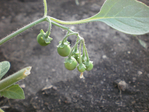 P7096865 (640x480, 334Kb)