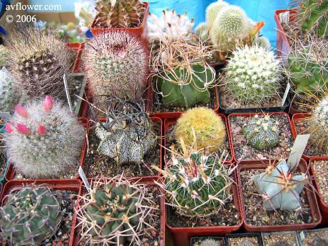 cacti3 (640x480, 68Kb)