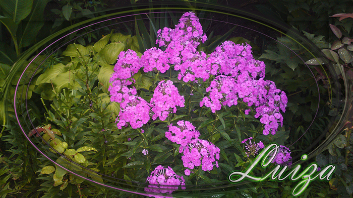 07082014784 (700x394, 463Kb)