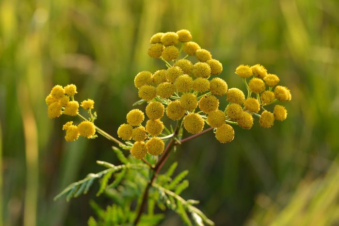 tansy_03 (700x466, 96Kb)