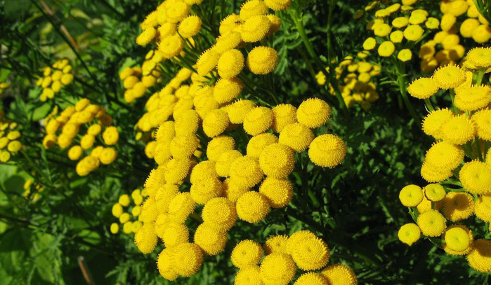 tansy_04 (700x407, 148Kb)