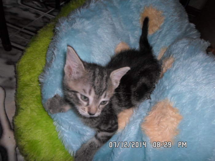 3546050_SAM_1626 (700x525, 241Kb)