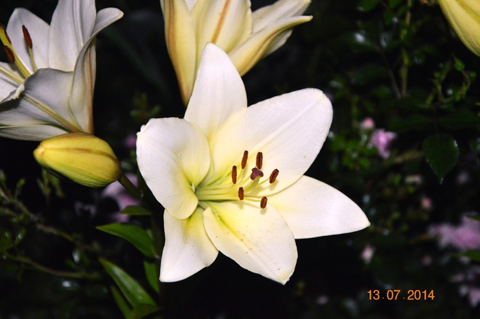 3587765_DSC_2759 (700x465, 213Kb)