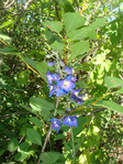  DSC01186 (525x700, 438Kb)