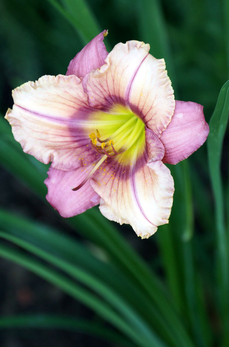 004_edited-1 (462x700, 85Kb)