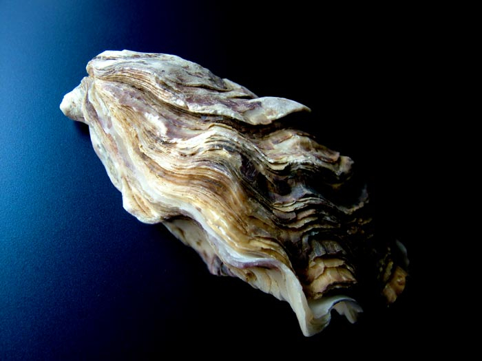 oyster (700x525, 211Kb)
