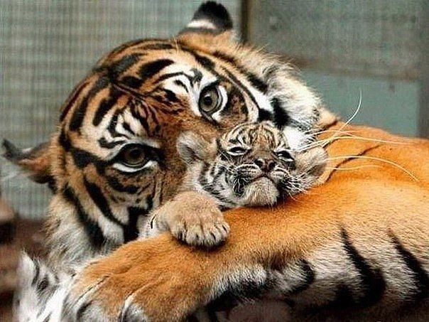 image (604x453, 68Kb)