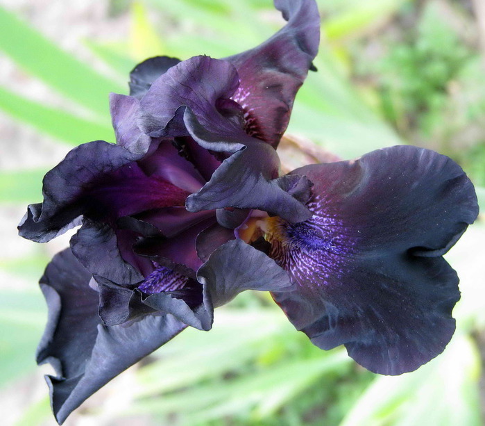 Iris Atropurpurea