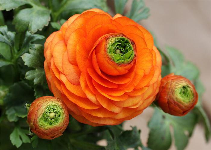 buttercup_18 (700x500, 45Kb)