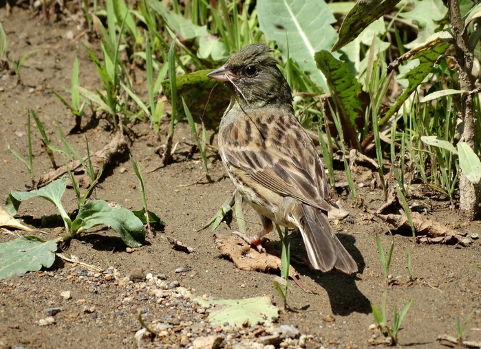 5559494_DSC02243 (700x508, 357Kb)