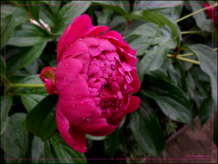 DSCN0642 (700x525, 372Kb)