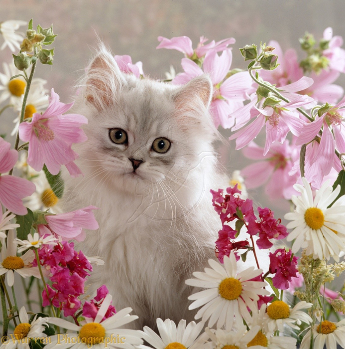 15888-Kitten-among-flowers (693x700, 558Kb)