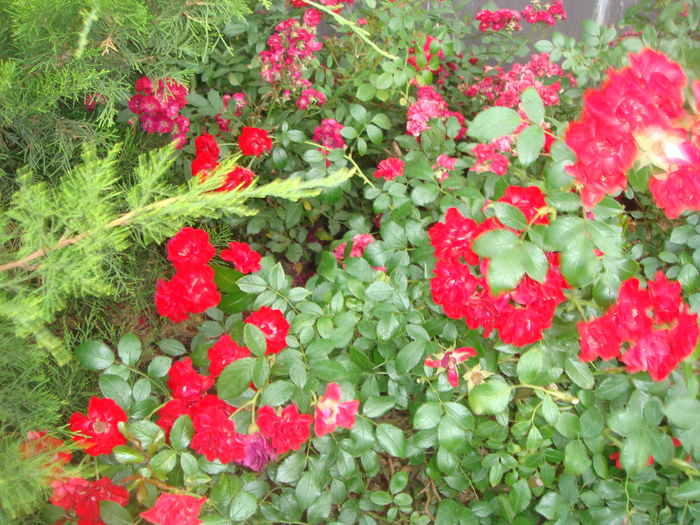 DSC01059 (700x525, 642Kb)