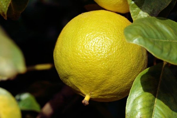 3937385_bergamot1 (600x400, 42Kb)