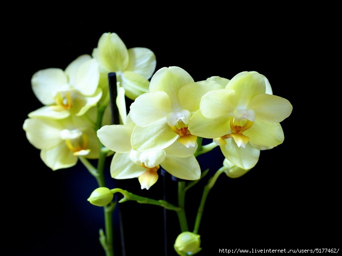 Размножение орхидеи фаленопсис в домашних условиях