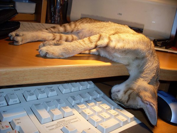  :     ,   !/5402287_51783827 (600x450, 58Kb)
