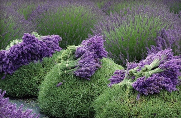 82111835_large_lavenderharvest_resize (610x398, 286Kb)