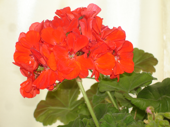 DSC08454 (700x525, 431Kb)
