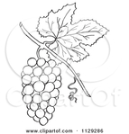  1129286-Cartoon-Clipart-Of-An-Outlined-Bunch-Of-Grapes-With-A-Leaf-Black-And-White-Vector-Coloring-Page (450x470, 91Kb)