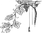  grapevine-clip-art_f (1) (425x334, 81Kb)