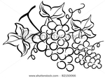  stock-vector-grape-drawing-82150066 (450x337, 91Kb)