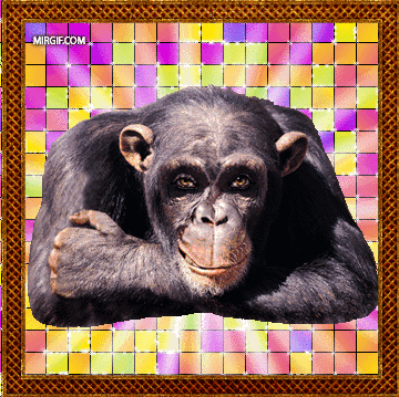 гифка - подмигивающая обезьяна (360x359, 334Kb)