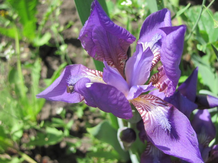 IMG_0063 (700x525, 457Kb)