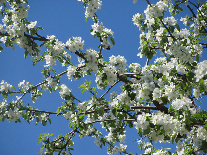 IMG_0076 (700x525, 597Kb)