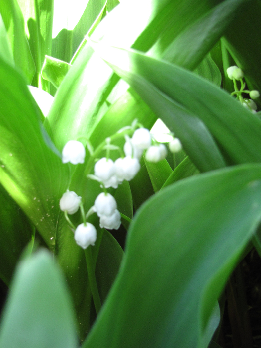 IMG_0086 (525x700, 387Kb)