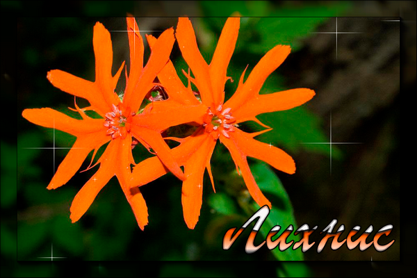 leopard_4107-Lychnis-fulgens (600x400, 399Kb)