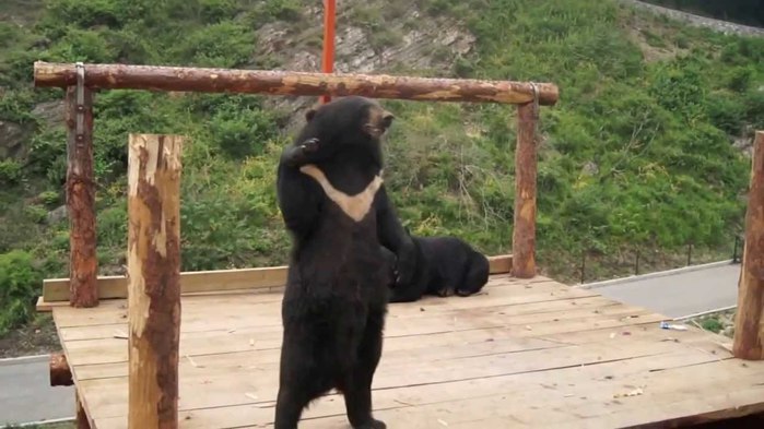 Медведь танцует. Песня танцующие медведи