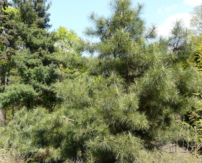 P1080550 (700x564, 99Kb)