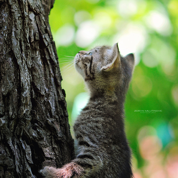 staring_at_the_sun_by_zoranphoto-d5chp37 (700x700, 590Kb)