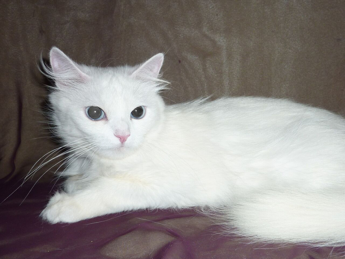P1140655 (700x526, 269Kb)