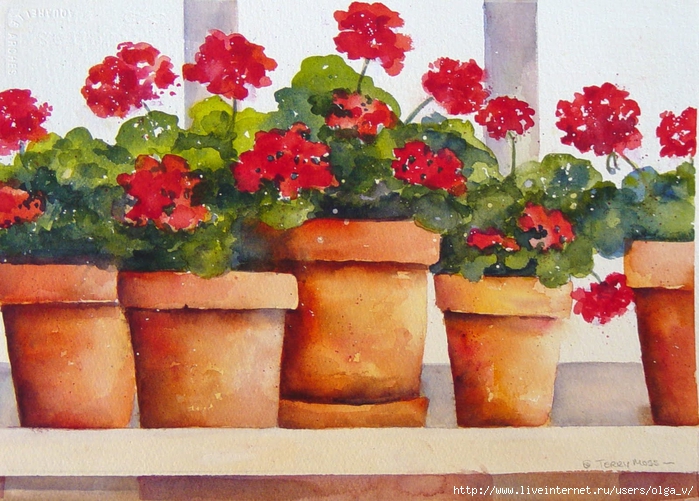 Potted Geraniums1-2 (700x501, 336Kb)