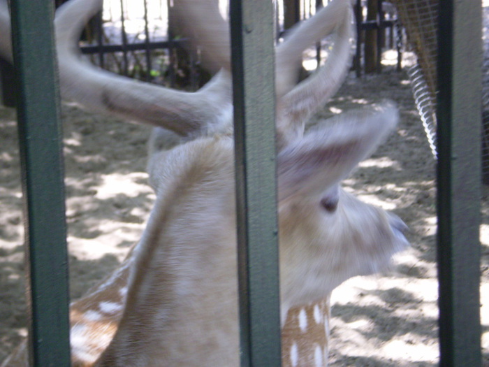 P6040302 (700x525, 110Kb)