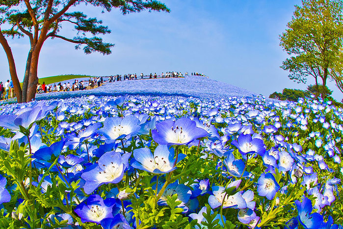 hitachi-park-1 (700x466, 235Kb)