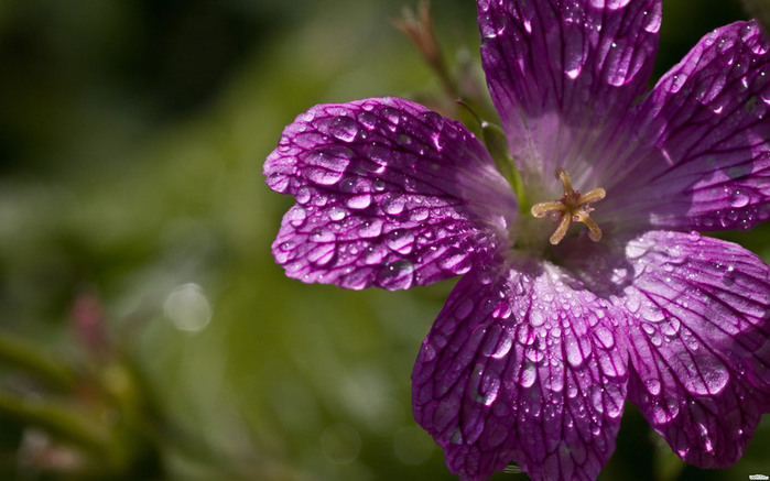 water_drops_12 (700x437, 99Kb)