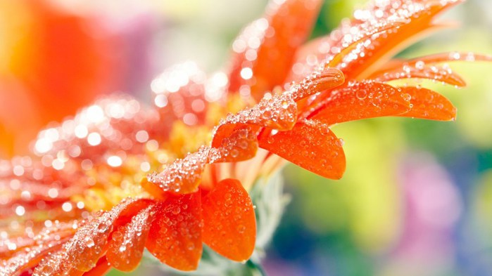 water_drops_08 (700x393, 59Kb)