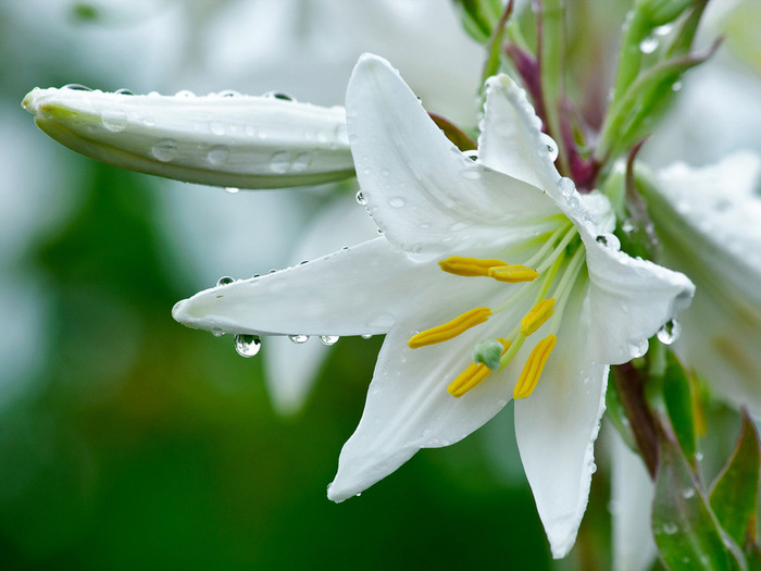 water_drops_09 (700x525, 94Kb)