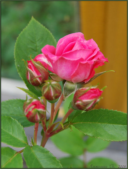 2681762_rose (425x561, 87Kb)