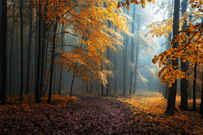 _hidden_beneath_the_leaves__print_by_janek_sedlar-d7a8oqj (700x465, 163Kb)