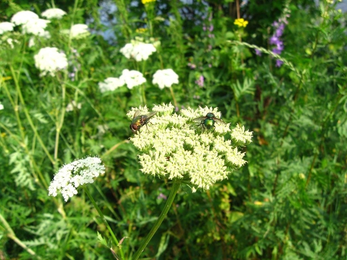 IMG_7727 (700x525, 291Kb)