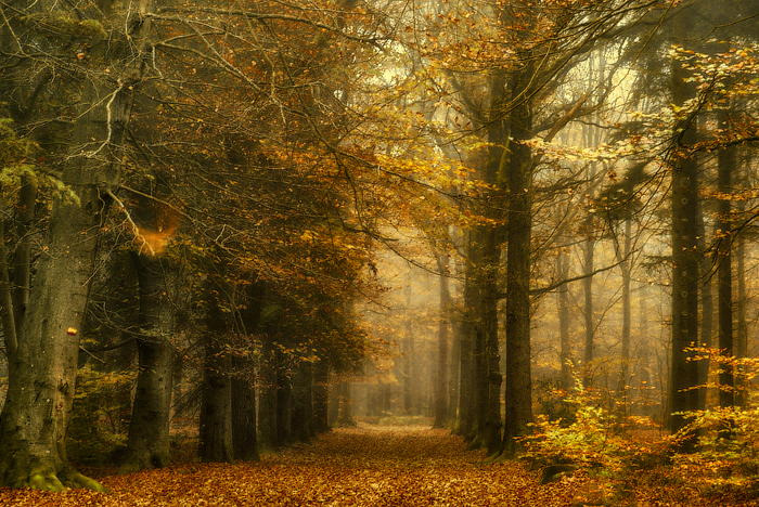 3623822_a22a (700x468, 540Kb)